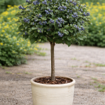 Čučoriedka kanadská (Vaccinium corymbosum) ´NORTHLAND´ - skorá 90-100 cm, kont. C18L - NA KMIENKU